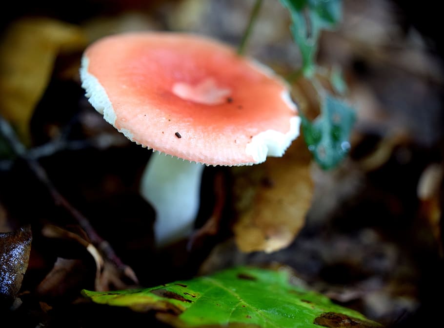 mushroom, forest, macro, toxic, red, forest mushrooms, close HD wallpaper