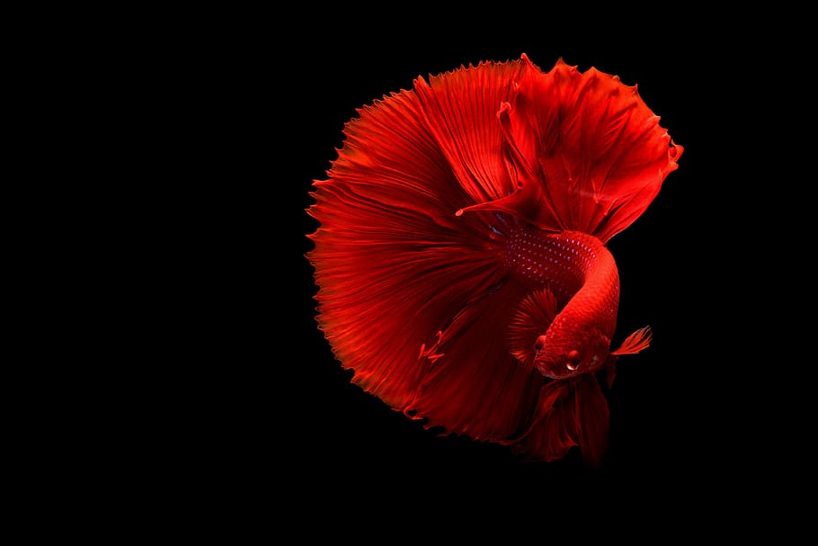 red beta fish, underwater, betta, petal, beauty in nature, studio shot, HD wallpaper