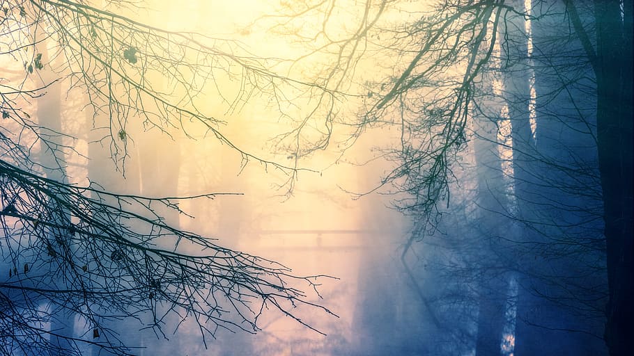 bare tree covered with fog, nature, dawn, winter, sky, water HD wallpaper