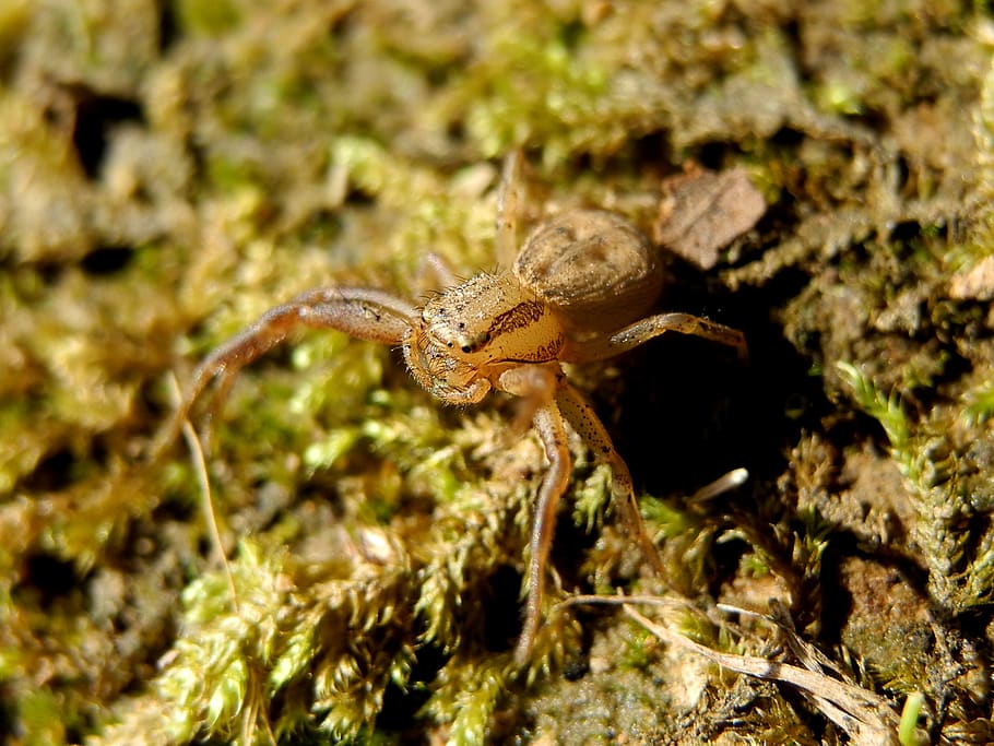 spider, macro, nature, animals in the wild, animal wildlife HD wallpaper