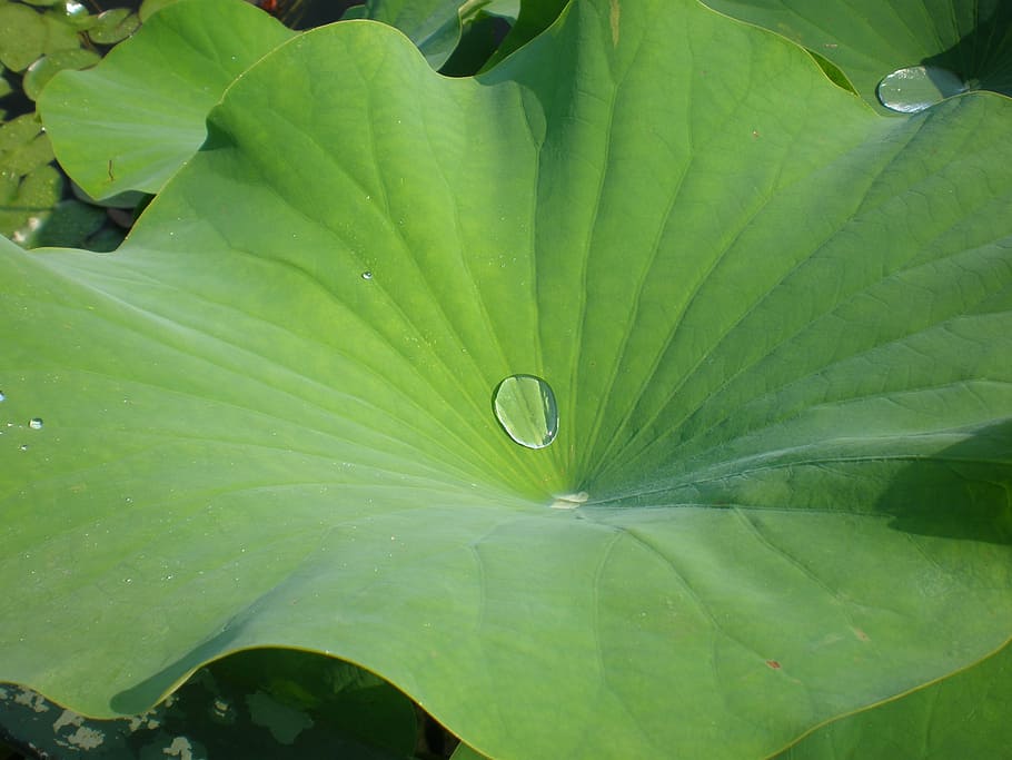 green, leaf, drop, lotus, plant part, green color, growth, beauty in nature HD wallpaper
