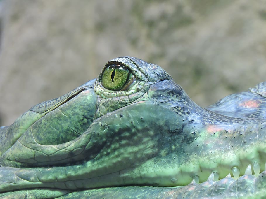 eye, crocodile, hunter, dangerous, animal, predator, the eye of the crocodile HD wallpaper
