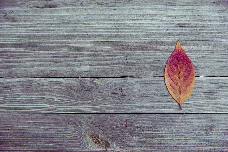 dry leaf, pattern, texture, wood, autumn, wood - Material, nature HD wallpaper