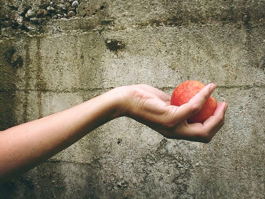 person holding red apple, peach, fruit, hand, give, human body part HD wallpaper