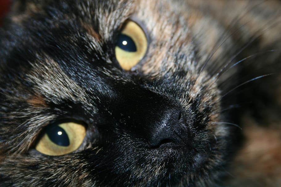 cat, bobtail, animal themes, one animal, close-up, mammal, animal body part HD wallpaper