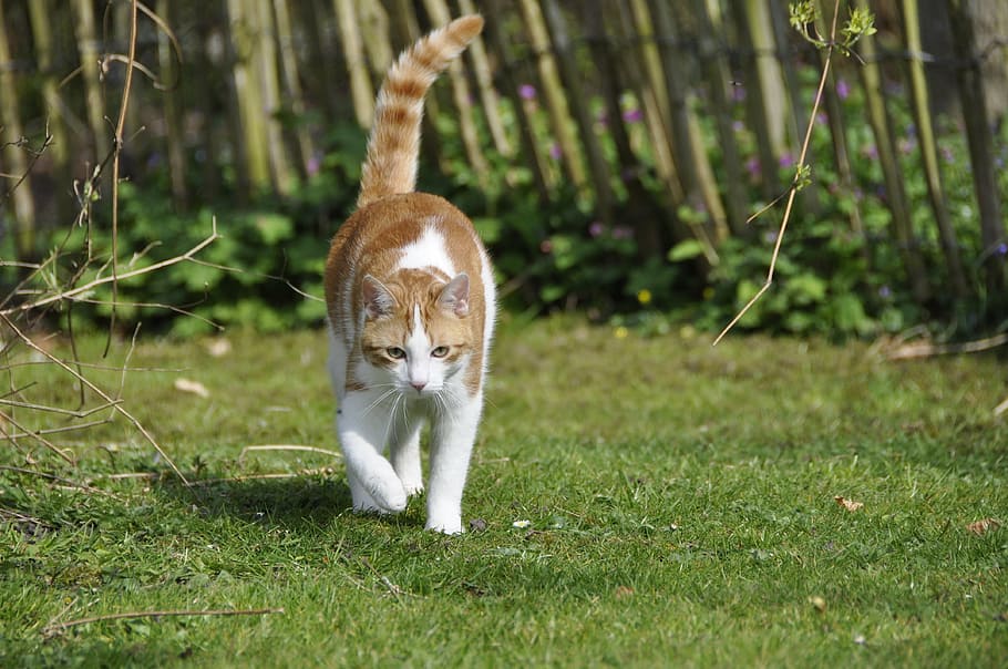 cat, hangover, cats, pet, red, white, animal, gijs, animal themes HD wallpaper