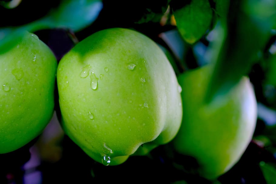 apple, rain, fruit, drip, wet, raindrop, nature, eat, healthy HD wallpaper