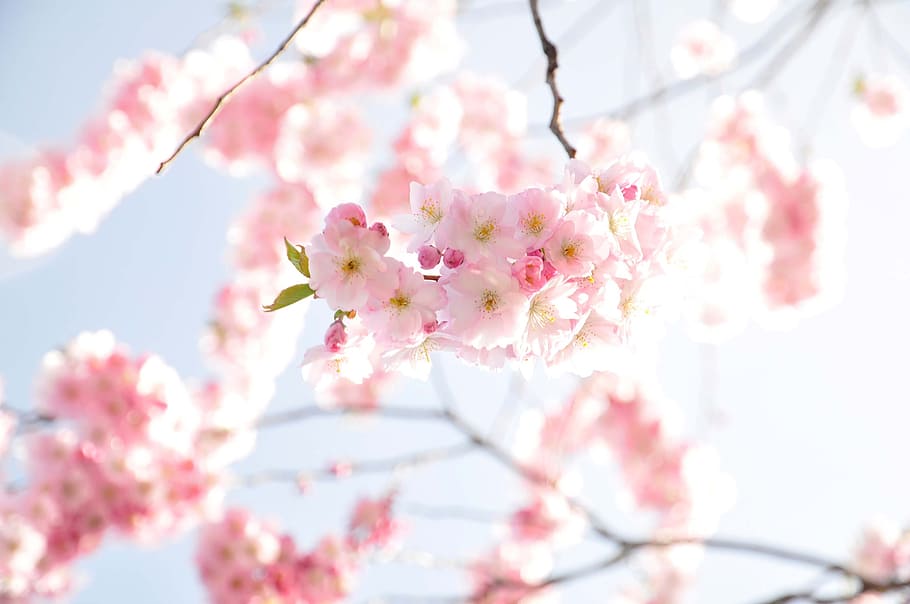 shallow focus photography of pink cherry blossom, flowers, blooming HD wallpaper