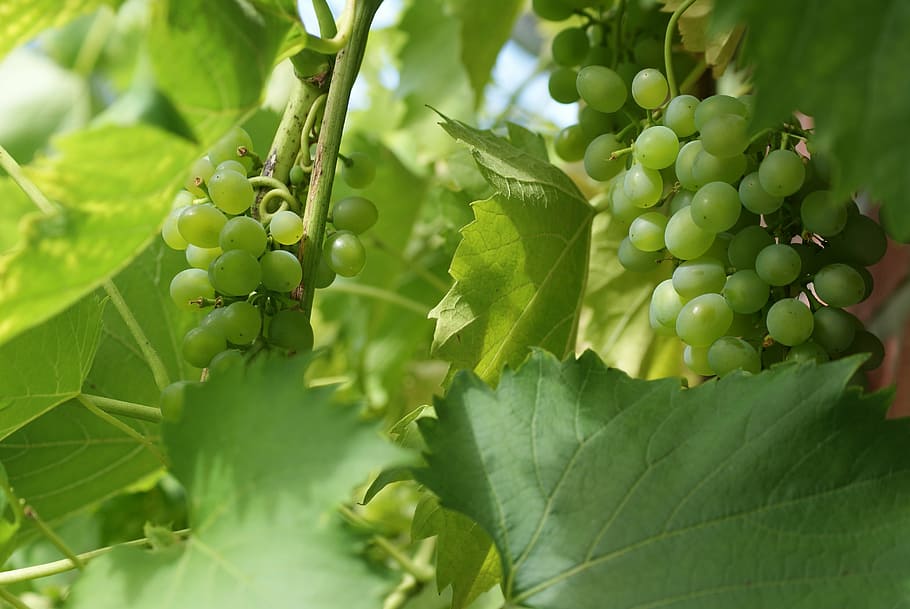 grapes, fruit, vine, grapevine, green color, leaf, growth, plant HD wallpaper