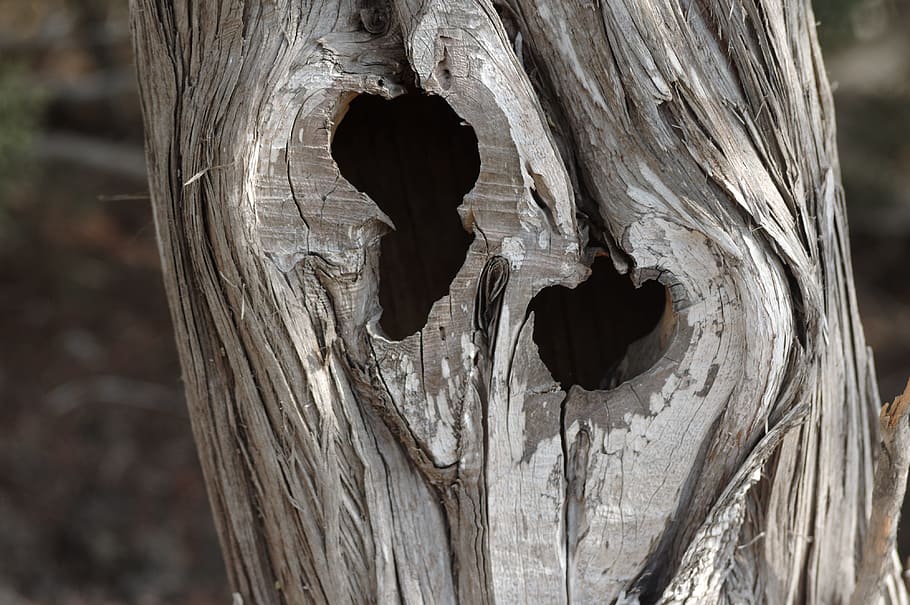 Tree, Wood, Nature, Old, Weathered, Baum, weathered baum, close-up HD wallpaper