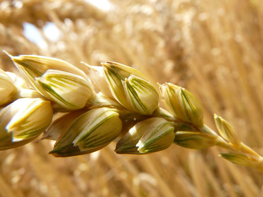 macro photography of wheat bran, spike, cereals, grain, field HD wallpaper