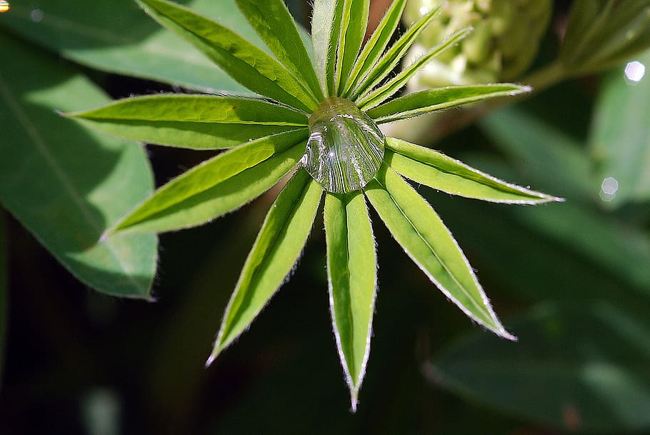 plant, leaf, green, dewdrop, plant part, green color, close-up HD wallpaper