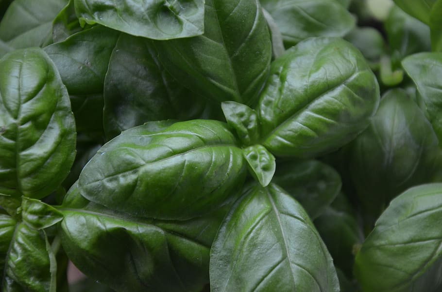 basil, plant, aromatic, vegetable, healthy eating, food and drink HD wallpaper