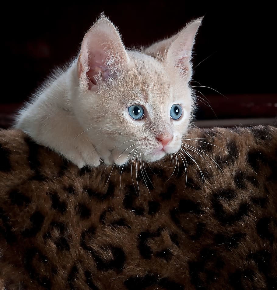 closeup photo of white Tabby kitten on brown and black leopard print surface