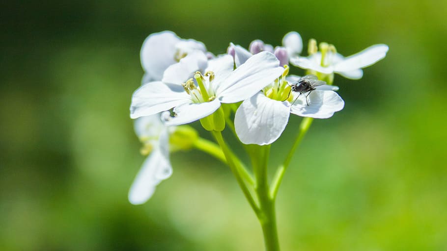 fly, flower, green, close, macro, flowering plant, beauty in nature HD wallpaper