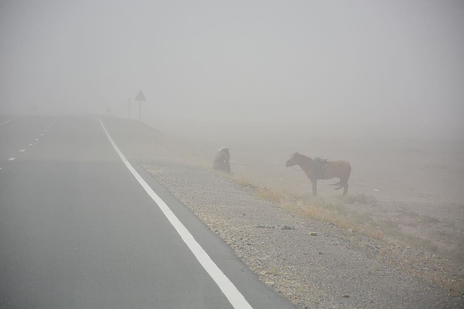 sand storm, man, horse, mongolia, fog, road, transportation HD wallpaper