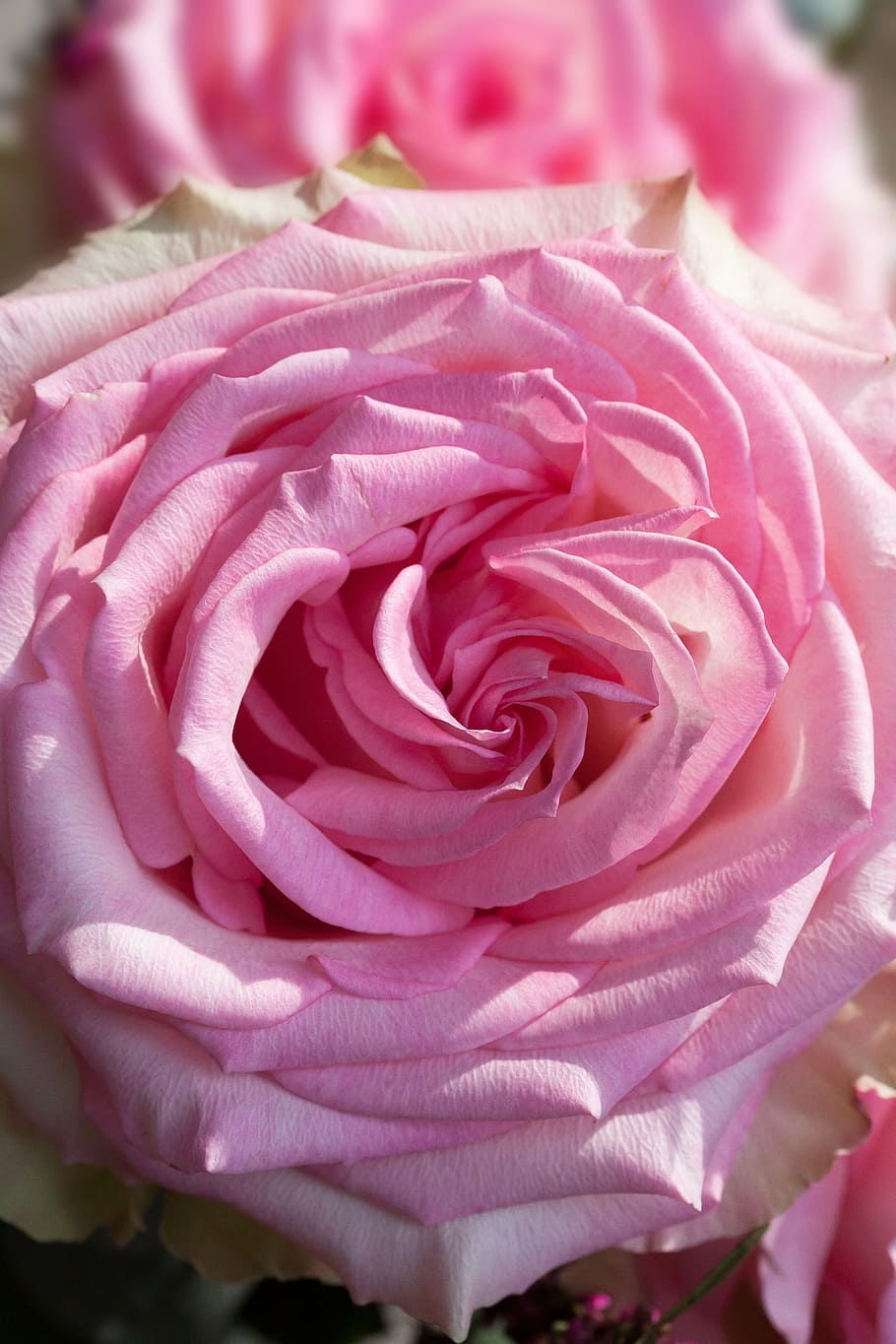 rose, macro, flower, composites, nature, plant, white, pastellfarben HD wallpaper