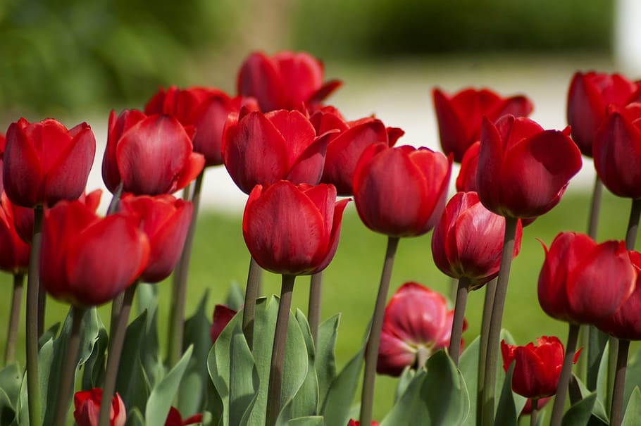 red petaled flowers, tulip, tulip spring, nature, growth, plant HD wallpaper