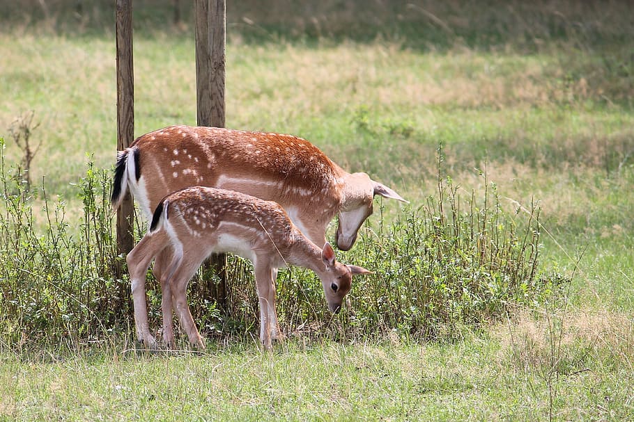 Roe Deer, Kitz, Fallow Deer, Nature, forest, grass, animals in the wild HD wallpaper