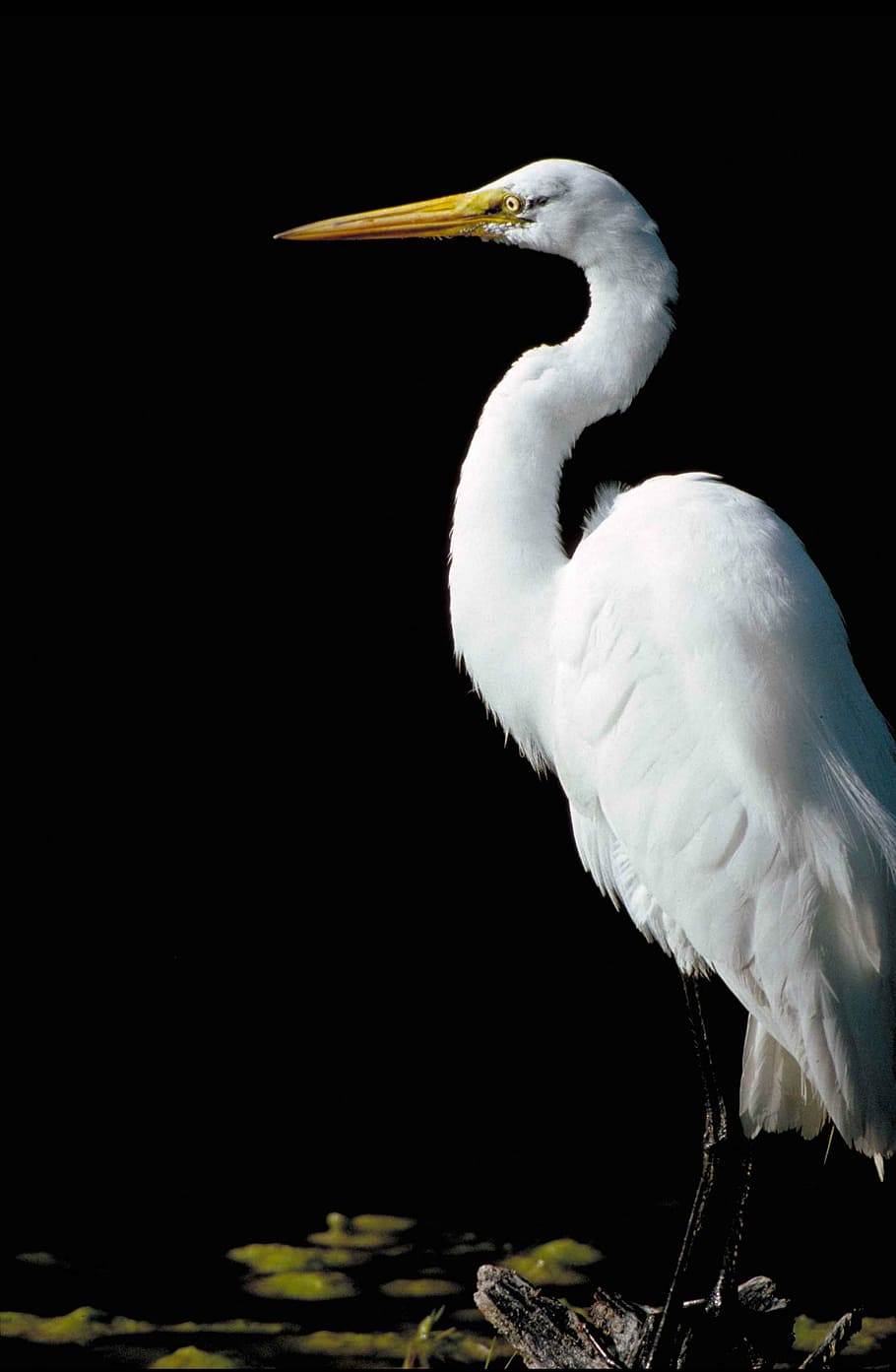 alba, ardea, standing, side, from, great, bird, egret, birds HD wallpaper