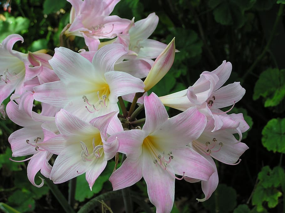 close-up photo of pink and white petaled flowers, lily, cluster HD wallpaper