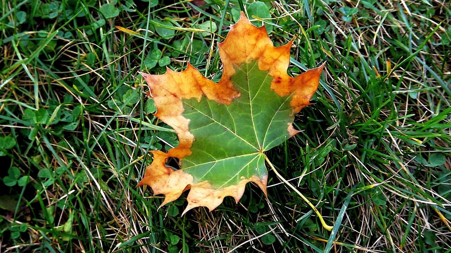 leaf, autumn, two-tone, grass, plant part, growth, nature, green color HD wallpaper