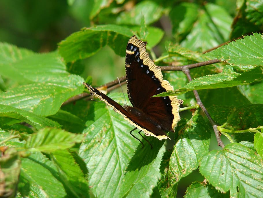 Butterfly, Black, Wings, Spring, Insects, nature, one animal HD wallpaper