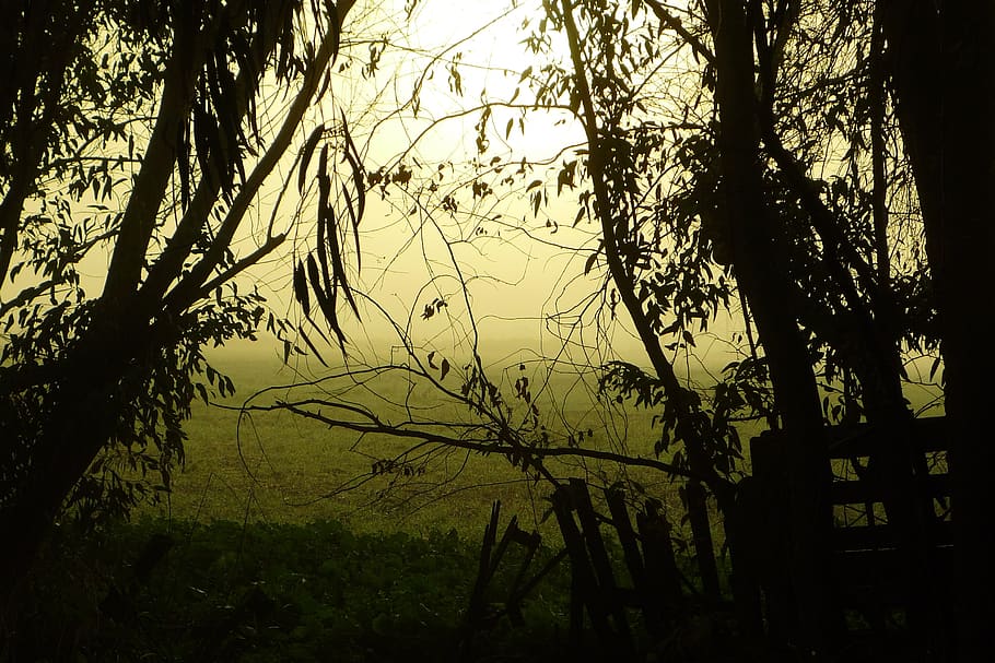 restlessness, mystery, fog, trees, field, countryside, branches