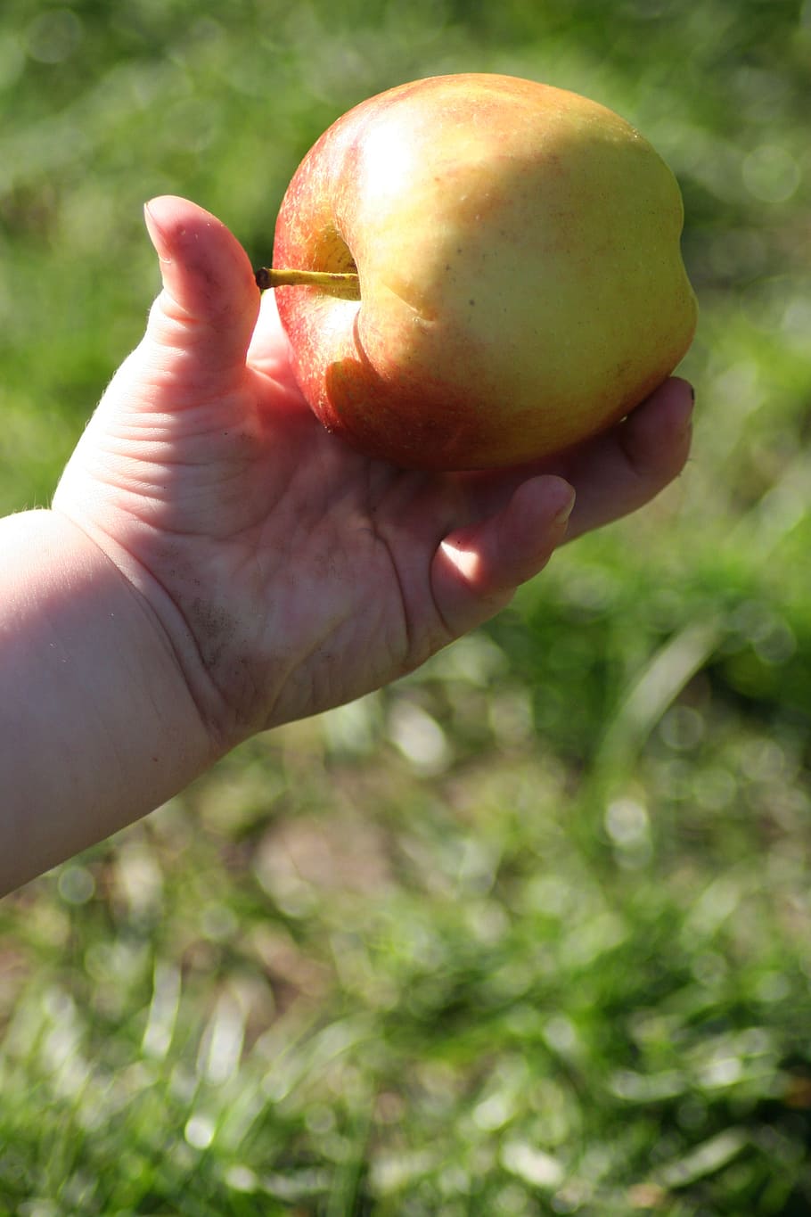 child, hand, apple, grass, food, fruit, grubby, nutrition, natural HD wallpaper