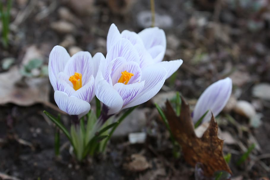 Flowers, Crocuses, Spring, Connecticut, nature, outdoors, harmony HD wallpaper