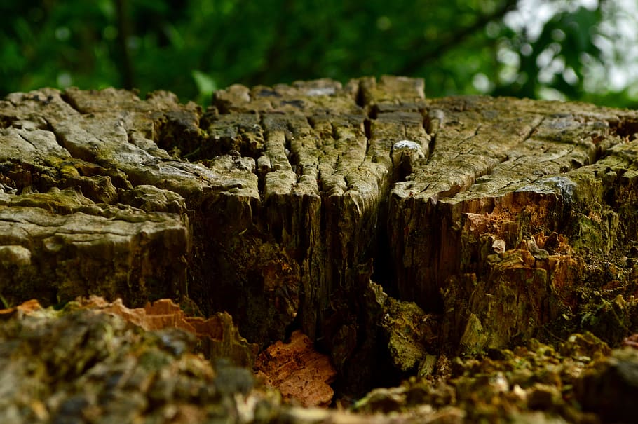tree, log, forest, nature, landscape, no people, close-up, plant HD wallpaper