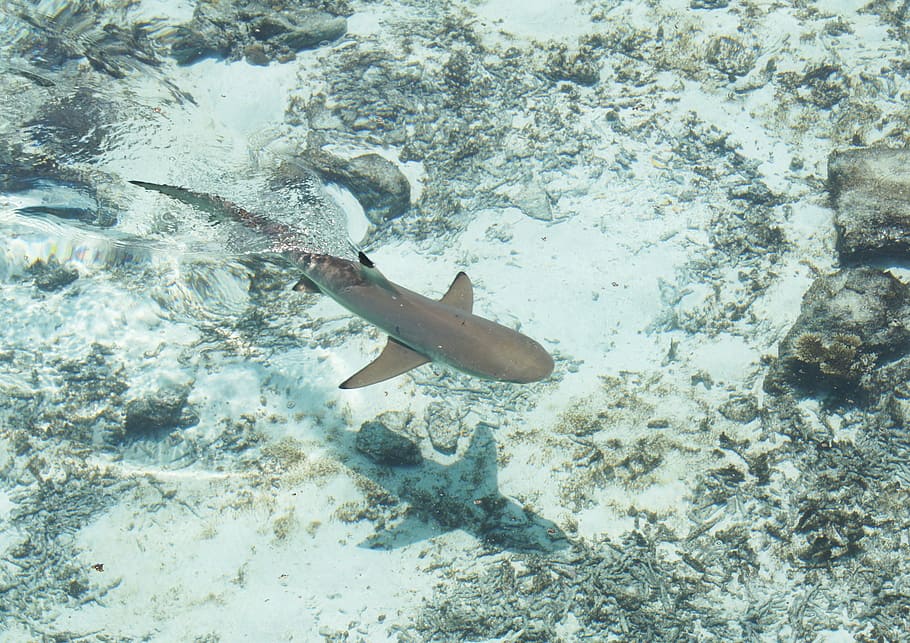 gray shark on water during daytime, sea, fish, underwater, swimming, HD wallpaper
