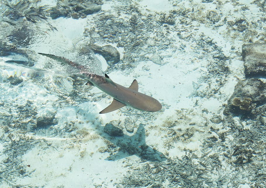 gray shark on water during daytime, sea, fish, underwater, swimming HD wallpaper