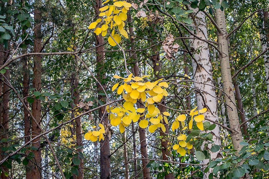 tree, wood, sheet, nature, yellow, plant, growth, beauty in nature HD wallpaper
