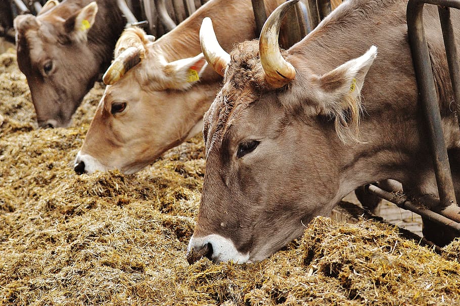 cows, stall, barn animals, farm, good aiderbichl, sanctuary HD wallpaper