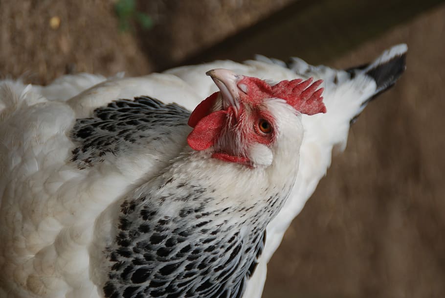 Chicken, Chickens, Egg, Easter, Nature, animals, birds, set HD wallpaper