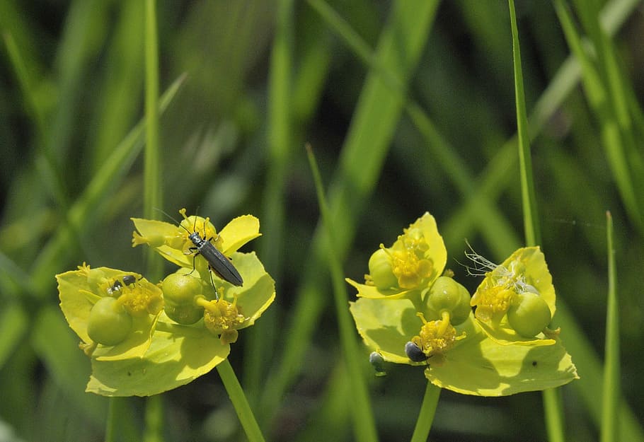 Insect, Yellow, Macro, Forage, Flora, nature, plant, green Color HD wallpaper