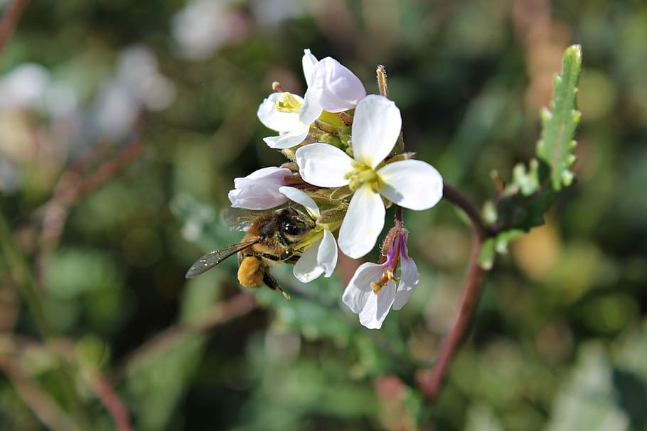 Bee, Flower, Insects, Pollen, pollination, macro, honey, flowering HD wallpaper
