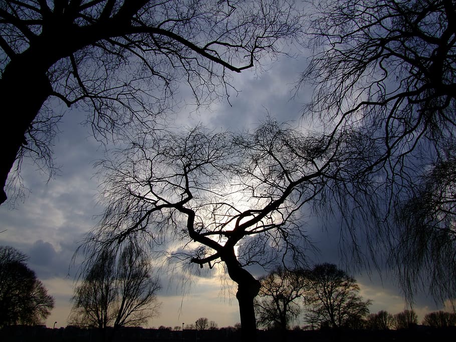 silhouette of bare trees under grey cloudy sky, dramatic sky HD wallpaper
