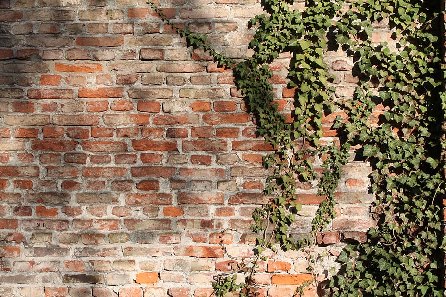 green leaf plant on brown brick wall, bricks, bricked, ivy, climber