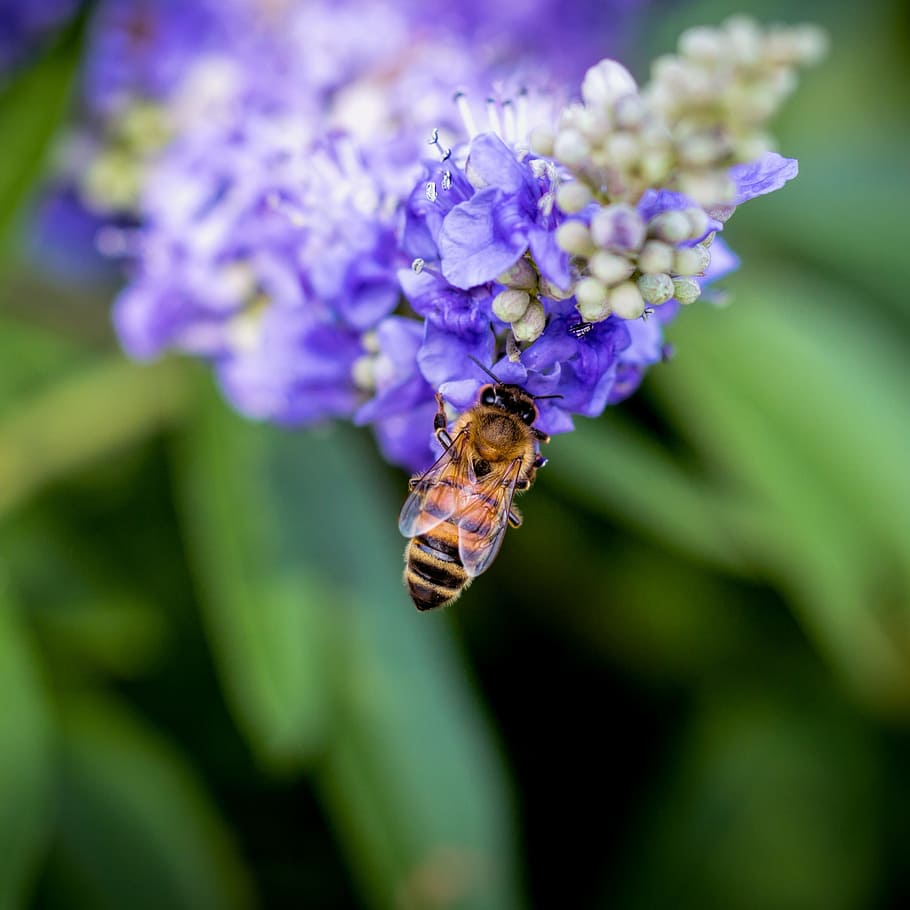 bee, leaf beetle, bee on flower, blue, green, nature, flowering plant HD wallpaper