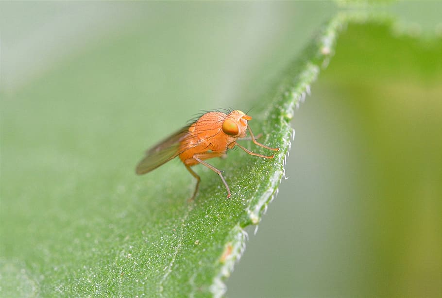lazy fly, fly orange, insect, animal, lauxaniidae, nahauufnahme HD wallpaper