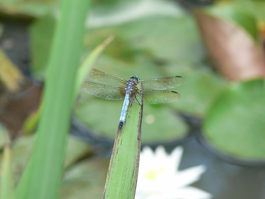 macro, dragonfly, insect, nature, animal, close-up, wildlife HD wallpaper
