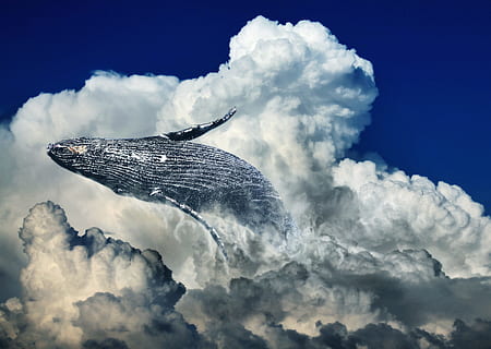 gray whale on clouds at daytime, wal, jump, humpback whale HD wallpaper