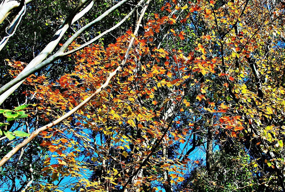 autumn, branches, tree, twigs, leaves, orange, yellow, plant HD wallpaper