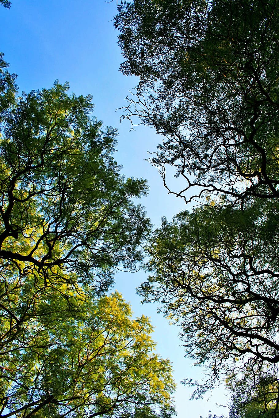 jacaranda trees, tall, canopy, sky, overhead, branches, foliage HD wallpaper