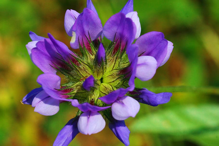 Grass, Bitumen, Flower, Nature, grass bitumen, petal, fragility HD wallpaper