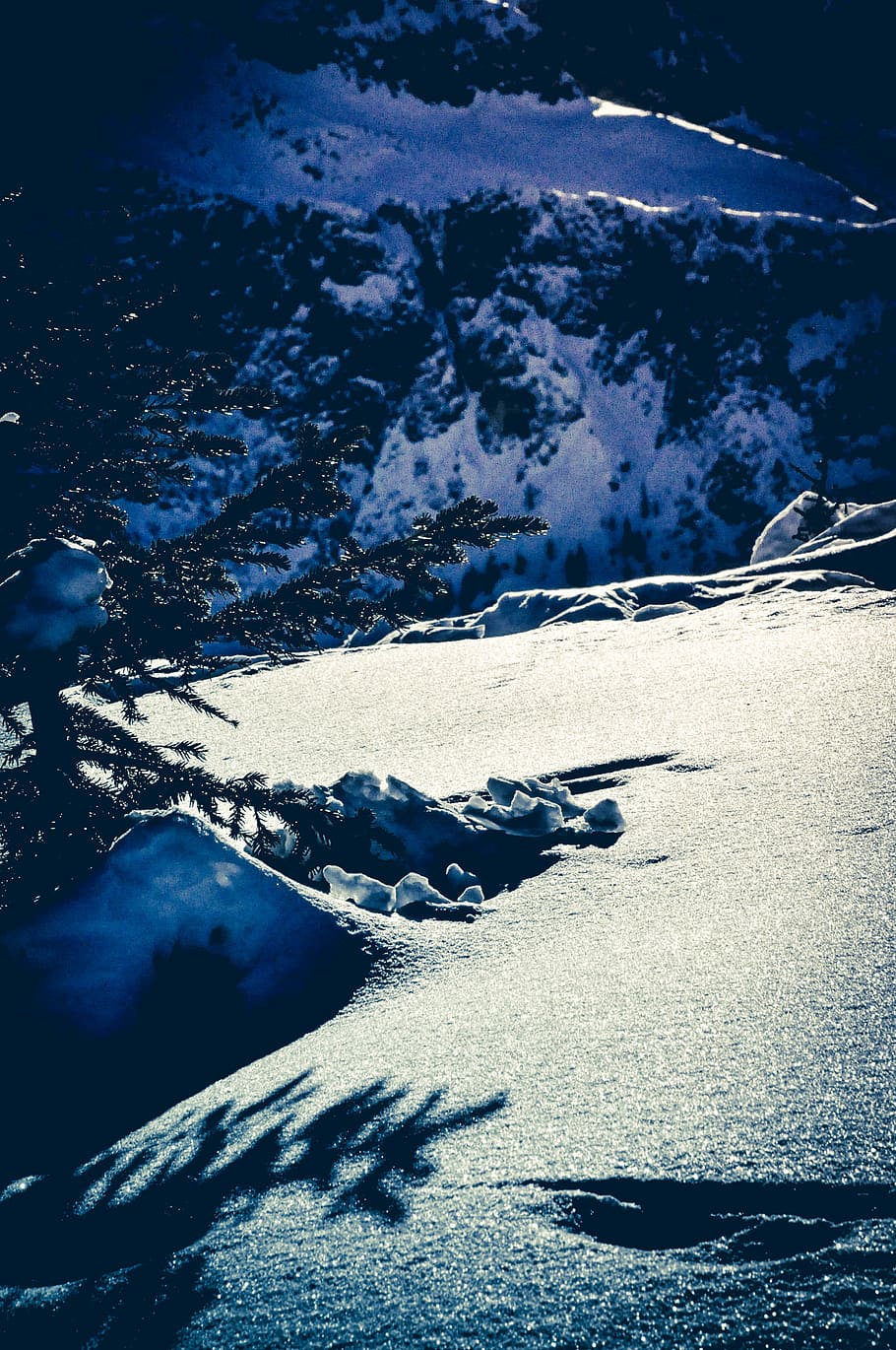 snow covered ground, grayscale photo of pine tree at snow field HD wallpaper