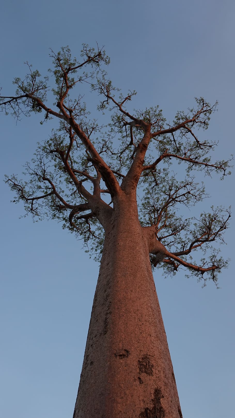 Tree, Baobab, Madagascar, Sky, High, tree trunk, branch, outdoors HD wallpaper