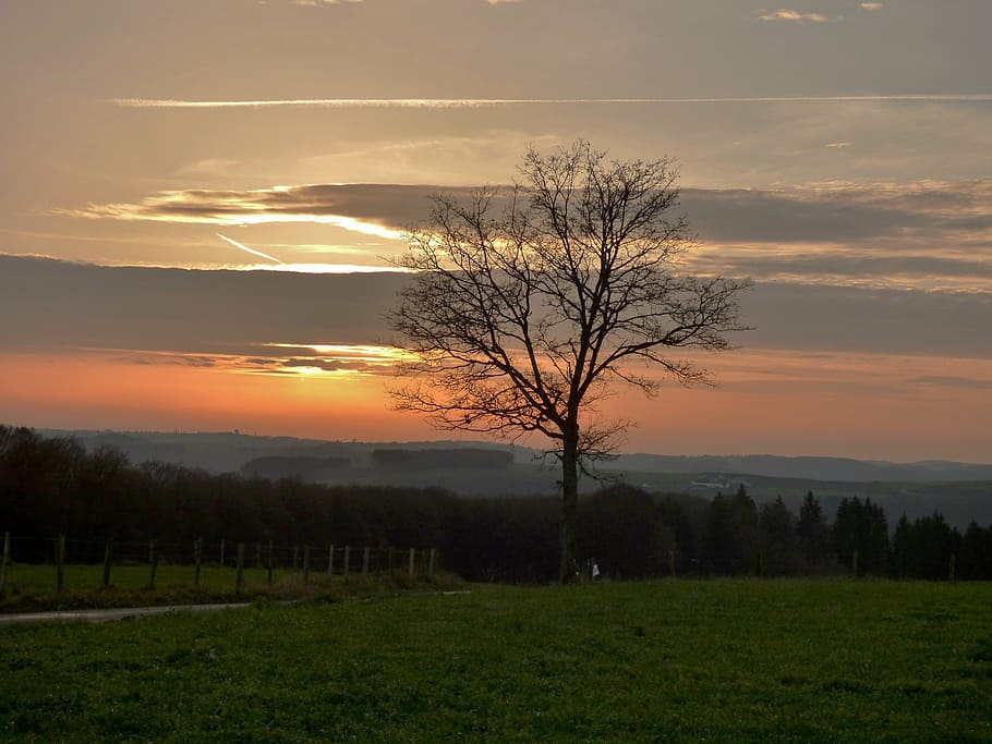 tree, setting sun, sunset, evening sky, silhouette, colorful HD wallpaper